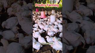 Poultry Farming poultry chicken birds shorts viral sounds [upl. by Conlon]