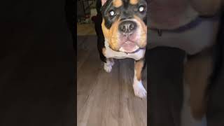 Aphrodite had the Zoomies but she’s camera shy americanbully pocketbully aphroditethebullygodess [upl. by Yednarb]