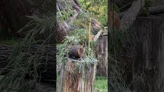 Wandering Red Panda 🐾  Zoo Heidelberg [upl. by Nebeur816]