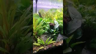 Say hello to my little tank plantedtank plantedaquarium bumblebeegobies bluedreamshrimp [upl. by Aidas797]