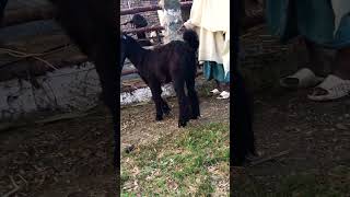 Top Quality DDP Breeder Goat bloodline goat availableforsale arabic [upl. by Acimak512]