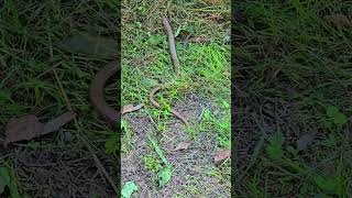 Slow worm crawls away [upl. by Kirenoj735]