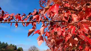 Golden Moments of Autumn🍂 [upl. by Jocko]