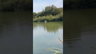 Boshing out down at mousehole lakes 🐬 fishing carp fish carpfishing carplife carpy [upl. by Alexandra]