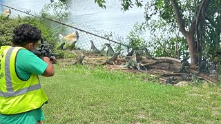 Out of control iguanas infesting South Florida  iguana invasion is getting worse [upl. by Ereveneug]