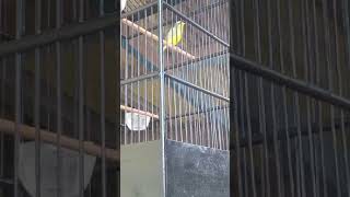 Mozambik beres bulu masteranburungmurai mozambik birds seputarburung [upl. by Nuawd]