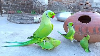 Indian Ringneck Parrots Dancing pair  Parrots [upl. by Lebyram]