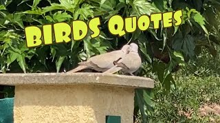 Birds Quotes [upl. by Marek]