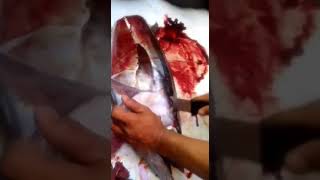 Dogtooth Tuna 1075 kilo [upl. by Jehoash]