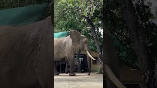 Massive elephant walks through Governors Camp Masai Mara Kenya [upl. by Bellina]