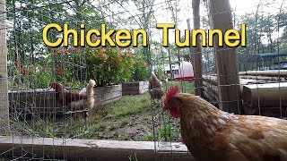 Easy Chicken Tunnel Chunnel from Run to Garden [upl. by Nellak]