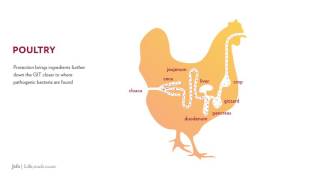 Jefo Poultry animation [upl. by Hessler]