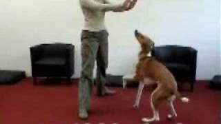 40 new dog tricks [upl. by Lillian]