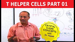 T Helper Cells  Immunology  Part 110 [upl. by Gordie388]