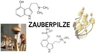 Alles über Zauberpilze Psylocybinhaltige Pilze [upl. by Bekha]