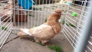 chinese owl pigeon for sale [upl. by Stephens233]