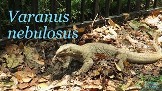 Varanus nebulosus 21Apr2016b [upl. by Asikal604]