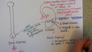 Erythropoiesis Red Blood Cell Formation [upl. by Frankel451]