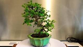 Premna Japonica Shohin Bonsai 360 [upl. by Nelan]