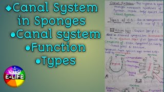 Canal system in Sponges Function  Types of Canal System  YashPartner [upl. by Lisabeth]