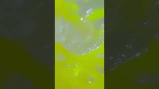 The pulsing of slime molds！ [upl. by Dnomyad]