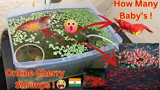 How to Care amp Acclimate Cherry shrimps in Best way [upl. by Brittain]