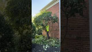 How to Prune a Dogwood Tree for Healthy Growth 🌳✂️ [upl. by Card512]