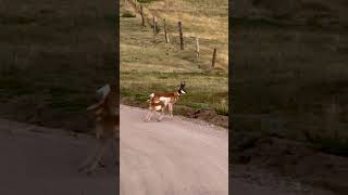 Baby Pronghorn running to mama 😍❤️ [upl. by Naenaj]