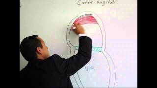 Tabicación Interatrial e Interventricular [upl. by Llirred]