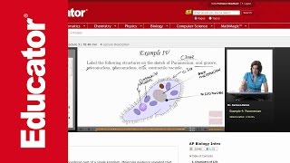 Paramecium Structure [upl. by Kostival]