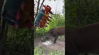 Amazing Most Building Beautiful House Wild Pig Trap Using Gas Cylinder wildanimal animals short [upl. by Hplar]