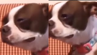 Brown Boston Terrier Crying ORIGINAL CLIP Video Meme viral [upl. by Arella577]