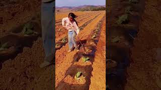 irrigating plants in mulch shorts [upl. by Neelat]