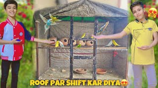 Sab Australian parrots ko roof par shift kar diya😍  mini pet house [upl. by Land550]