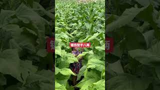 Fluecured tobacco planting technology and management  Fluecured tobacco planting [upl. by Knoll]