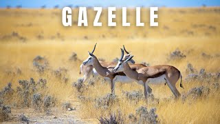 Top 10 Things You Need to Know About Gazelles [upl. by Rehpotsrihc]