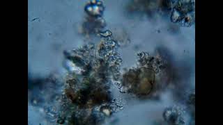 Footage of Microscopic Organisms [upl. by Nollie]