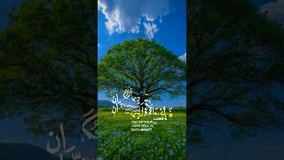 Recitation Quran listenquran youtubeshorts viralshorts [upl. by Lisk602]