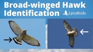 How to Identify a Broadwinged Hawk  Raptor Identification [upl. by Eckardt]