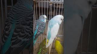 wow amazing video beautiful parrots and best sound best colour of beautiful parrots [upl. by Elizabet]