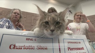 International Cat show has Abilene quotFelinequot fine [upl. by Pantheas]