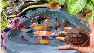 Catching fighting betta fish in the pond red tail catfish goldfish koi fish small catfish [upl. by Adnahs]