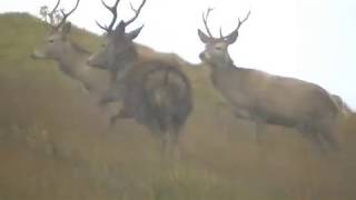 Red Stag on Jura [upl. by Itnahsa]