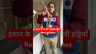 इंसान के पैर की असली हड्डियाँ  Real Leg Bones  Tibia amp Fibula  shorts viral youtubeshorts [upl. by Ronacin538]