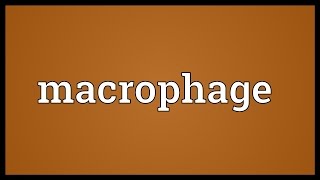 Macrophage Meaning [upl. by Palma490]