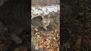 Tabby cat meowing in the snow [upl. by Edra]