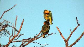 Yellowfaced Parrot [upl. by Amero]