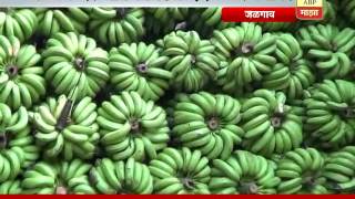 Jalgaon  Banana Rates Incress [upl. by Adnoel]