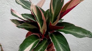 Calathea Triostar Stromanthe Plant Care Tips [upl. by Griffy]