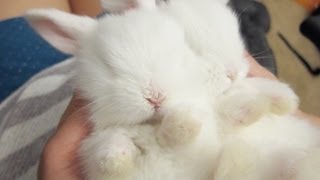 Sleepy Baby Bunny Massage [upl. by Sollars]